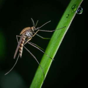 larve du moustique : cycle de vie et prévention