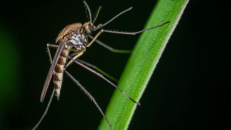 larve du moustique : cycle de vie et prévention