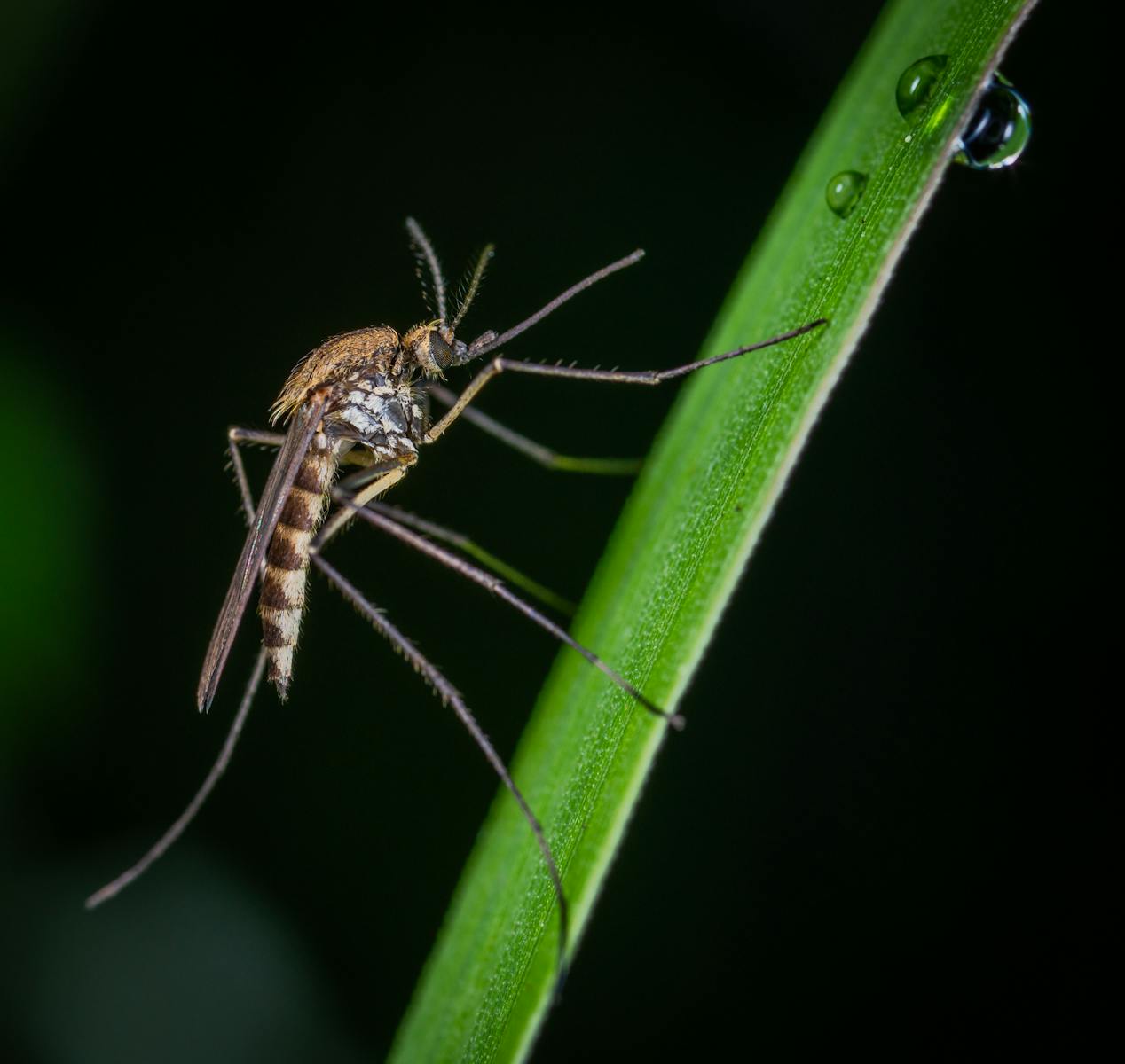 larve du moustique : cycle de vie et prévention