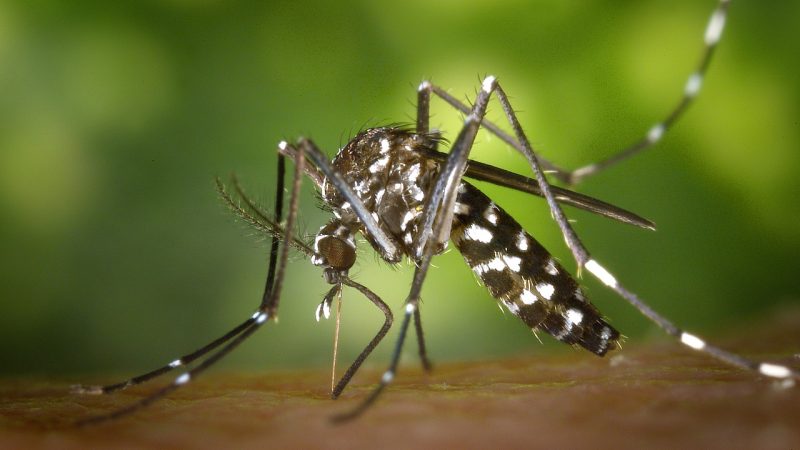 moustique tigre maladie: ce que vous devez savoir pour vous protéger