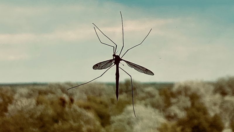 larvicide moustique : quand et comment l’utiliser