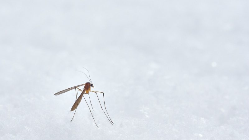 meilleure lampe anti moustique tigre: comparatif et avis d’experts