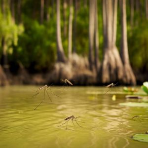 Moustiques et climat : comment les changements météorologiques influencent leur prolifération